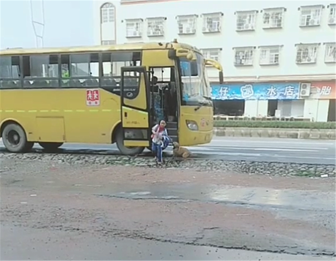 田園犬接小主人放學(xué)，一見(jiàn)校車就撒歡兒，狗：你咋才回來(lái)