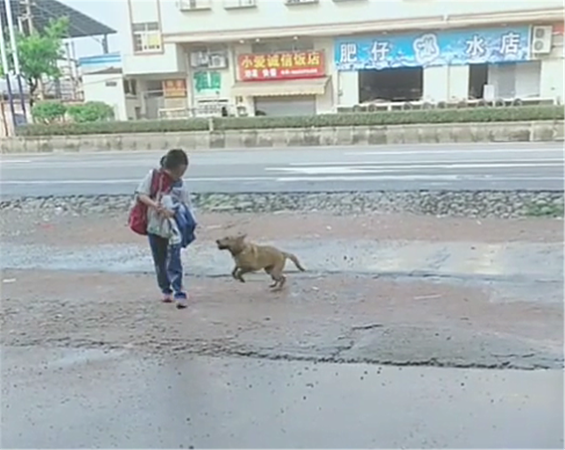 田園犬接小主人放學(xué)，一見(jiàn)校車就撒歡兒，狗：你咋才回來(lái)
