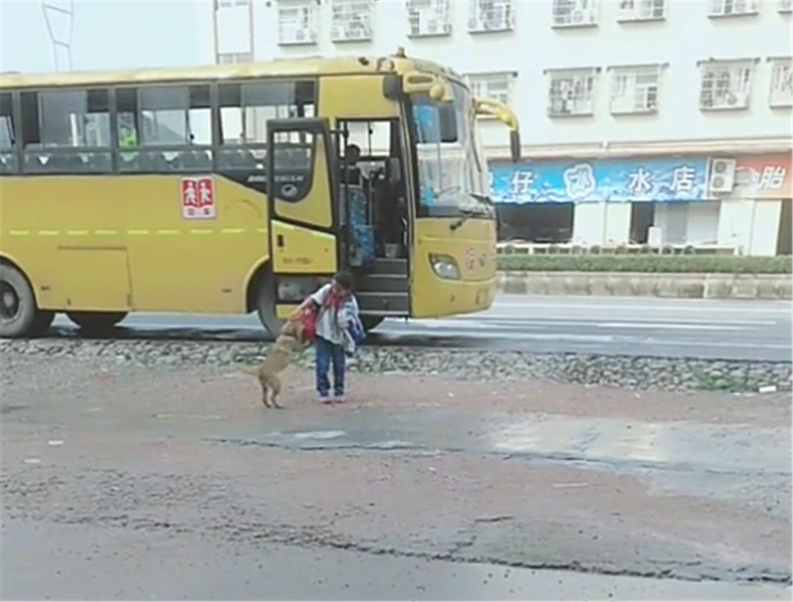 田園犬接小主人放學(xué)，一見(jiàn)校車就撒歡兒，狗：你咋才回來(lái)